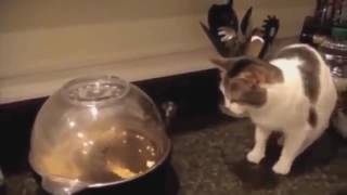 ржачные коты, подборка видео о смешных котах, коты вытворяют, самое смешное видео от PromoZP