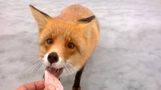 ЛИСА С РУКИ ЕЛА Колбаску??!!! Приколы на рыбалке \ Fish Fox