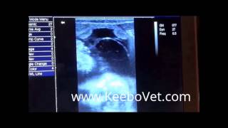 Watch Cow Pregnancy Of  89 Days Diagnosed With KX5600V Vet Ultrasound Scanner