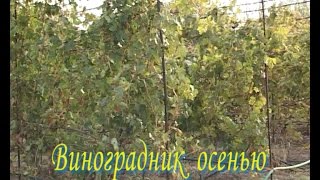 Виноградник осенью