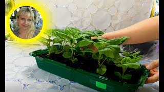 ???РАССАДА АСТРЫ БЕЗ ПИКИРОВКИ ! ПРОЩЕ НЕ БЫВАЕТ !