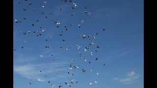 РЕКОРД полёта Николаевских голубей на Питомнике им. А.С. Брагина