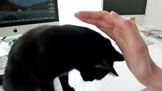 Sweet black Kitten being cuddly - Panthy Cat going crazy