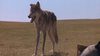 Bailando con Lobos - Calcetines