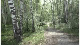 Березовая роща. Май