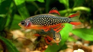 Красивый аквариум с рыбками для релакса