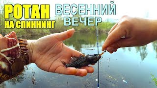 Ротан на спиннинг в городском болоте!