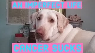 Channel Update #1 | My Dog is dying