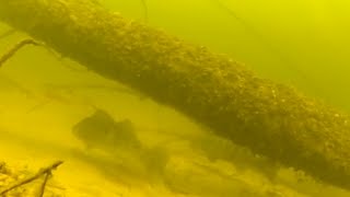 Подводная охота в Саратове на Волге, Усовка, июнь 2015. Судаки, окуни, щука.