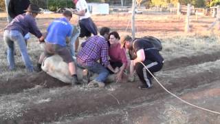 Bull Castration at Kroombit Park