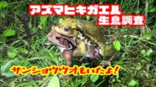 国内移入種アズマヒキガエルの生息調査