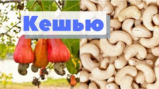Как это сделано | Кешью | Cashew nut
