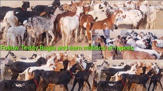 ٹیڈی بکریاں بہت سستی 13000 کی ایک بکری پیورTeddy goats are very profitable spared work03167478083.