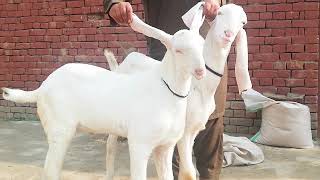 Gulabi Bakry new bakry nayab goats farm latest bakra mandi rates