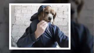 Perro comiendo con las manos (Manchas)