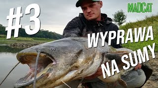 Zasiadka sumowa nad Odrą i ogromny sum z dębów / WYPRAWA NA SUMY #3