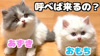 子猫は自分の名前を理解している？4匹で実験してみたらまさかの結果に…！【子猫の成長日記 #58】