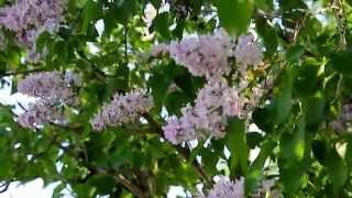 футаж . "Сирень цветет" . Nature.Free footage.