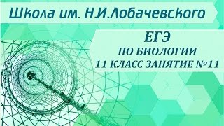 ЕГЭ по биологии 11 класс Занятие №11 Царство животные. Подцарство многоклеточные. Класс птицы