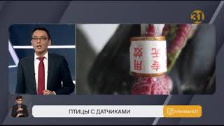 Тайна «китайских голубей» раскрыта!