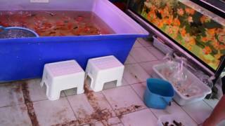 Чатучак!Бангкок!Тайланд!Bangkok chatuchak market!птичий рынок!аквариумистика!