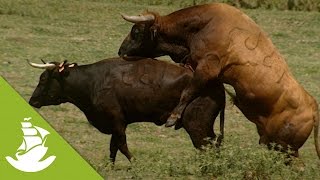 The bull's role in the reproductive process