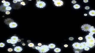 Фон для видеомонтажа Рамка из ромашек HD Background