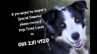 Dogs Trust Leeds - Jasper