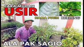 Daun Keriting dan Hama Putih Cabe rawit Cara Mudah Mencegah dan Mengobati
