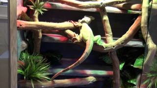 Iguana Cage