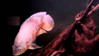 Астронотус (Астронотус-оскар) / Astronotus Ocellatus