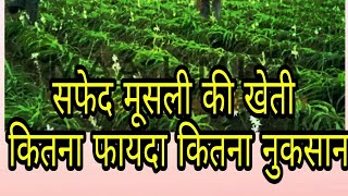 |सफेद मूसली की खेती |  करें तो सौ बार सोच समझकर करें |safed musli ki kheti kese kre |