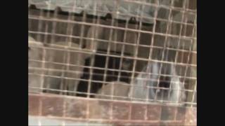 Շների կացարան Երևանում | Dog shelter in Yerevan