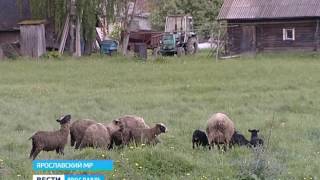 Троих жителей в Меленках Ярославского района забросали камнями