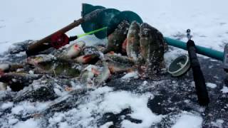 Зимняя ловля окуня в рождественские праздники