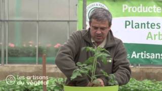 Comment planter des tomates en pots ?