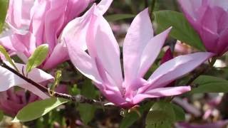 Free HD Stock Footage. Nature. Beautiful magnolia blossom. Футаж. Красивые цветы магнолии.