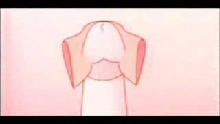 Foreskin Anatomy - The Prepuce Structure - עורלה