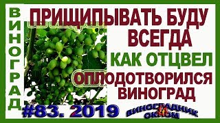 ? Отличный результат. КАК прищипка и кольцевание винограда повлияли на цветение и оплодотворение.