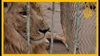 ?? ملك الغابة في أسوأ حالاته في إحدى حدائق الخرطوم