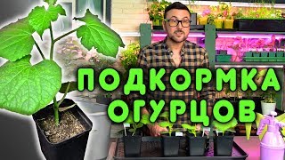 Подкормка рассады огурцов, от которой зависит будущий урожай