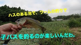 この釣りが、最近好きなんです。（ノーシンカーワーム釣り）