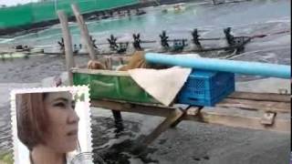 รังสิต พรหมแก้ว บ่อ 1 ไร่ จับ 4.5 ตัน/น้องกุ้งไทย