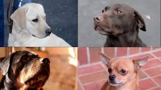 SWEET SNOOPERS: MEDICAL ALERT DOG SCENT TRAINING DVD CLIP -DTB1443