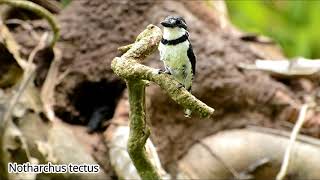 Aves de Costa Rica 2016 y 2017