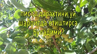 ПИСТА ЕТИШТИРИШ.