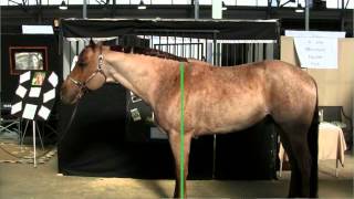 The Basics of Horse Conformation - Purdue YDAE