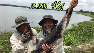 Khmer Fishing at Takeo province-Cambodia Traditional Fishing-Khmer Cast Net Fishing