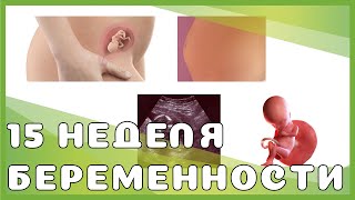 15 неделя беременности: изменения у мамы и малыша, выделения, секс, ощущения, рекомендации