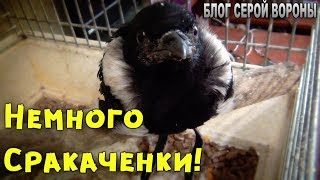 Сороченок круть! Немного о том как растет птенец сороки.
